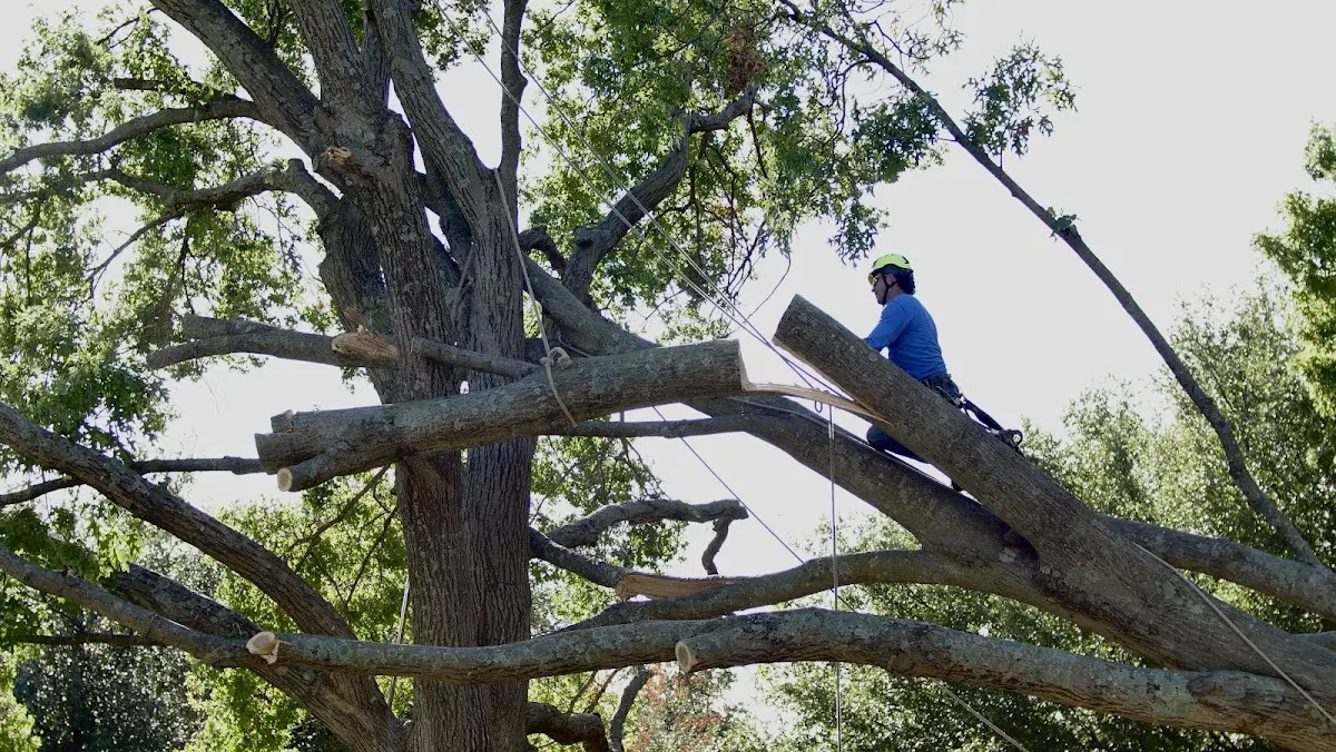 Professional Crown Thinning performed by certified arborists in Walhalla