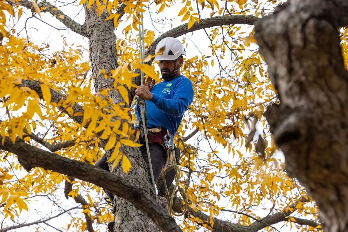 Skilled Storm Damage Cleanup crew working in Walhalla
