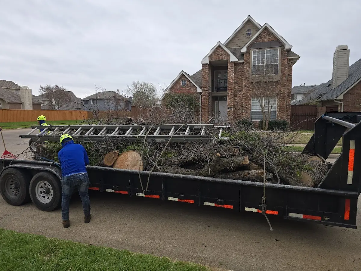Expert Tree Removal with proper safety equipment in Walhalla